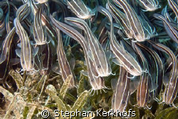 striped eel catfish (plotosus lineatus) with venomous fin... by Stephan Kerkhofs 